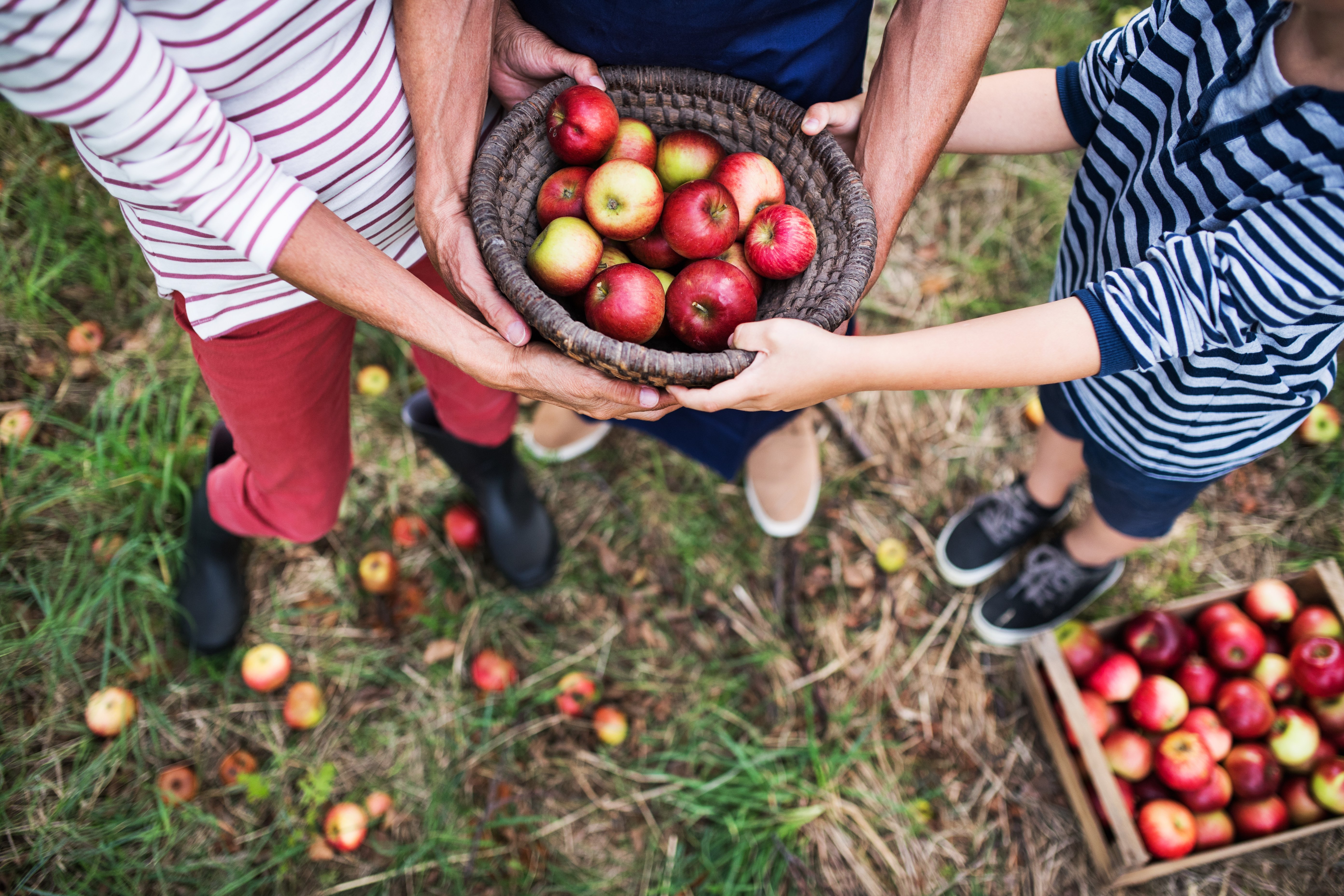 Family with Box of Apples